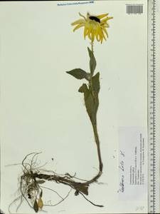 Rudbeckia hirta L., Eastern Europe, Central forest-and-steppe region (E6) (Russia)