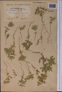 Euphorbia turczaninowii Kar. & Kir., Middle Asia, Syr-Darian deserts & Kyzylkum (M7) (Uzbekistan)