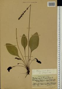 Plantago cornuti Gouan, Eastern Europe, Northern region (E1) (Russia)