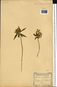 Anemone ranunculoides L., Eastern Europe, North Ukrainian region (E11) (Ukraine)
