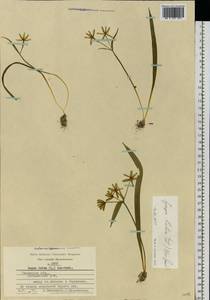 Gagea lutea (L.) Ker Gawl., Eastern Europe, Central region (E4) (Russia)