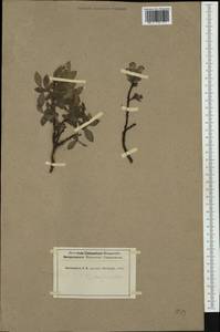 Salix myrsinites L., Western Europe (EUR) (Switzerland)