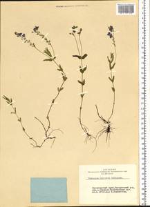 Veronica krylovii Schischk., Siberia, Altai & Sayany Mountains (S2) (Russia)