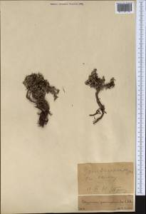 Polygonum paronychioides C. A. Mey., Middle Asia, Pamir & Pamiro-Alai (M2)