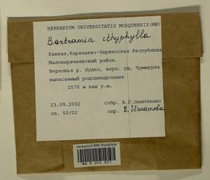 Bartramia ithyphylla Brid., Bryophytes, Bryophytes - North Caucasus & Ciscaucasia (B12) (Russia)