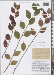 Cotoneaster acutifolius Turcz., Eastern Europe, Moscow region (E4a) (Russia)