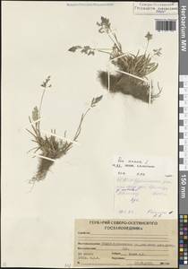 Poa annua L., Caucasus, North Ossetia, Ingushetia & Chechnya (K1c) (Russia)