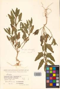 Atriplex subcordata Kitag., Siberia, Russian Far East (S6) (Russia)