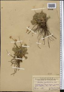 Richteria pyrethroides Kar. & Kir., Middle Asia, Pamir & Pamiro-Alai (M2) (Uzbekistan)