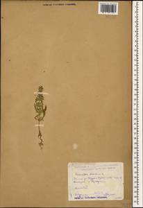 Sideritis montana L., Caucasus, Dagestan (K2) (Russia)