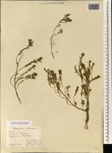 Dysphania ambrosioides (L.) Mosyakin & Clemants, South Asia, South Asia (Asia outside ex-Soviet states and Mongolia) (ASIA) (China)