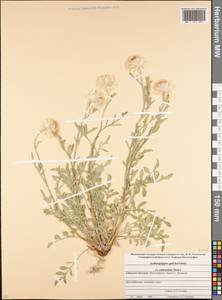 Psephellus pulcherrimus (Willd.) Wagenitz, Caucasus, Stavropol Krai, Karachay-Cherkessia & Kabardino-Balkaria (K1b) (Russia)