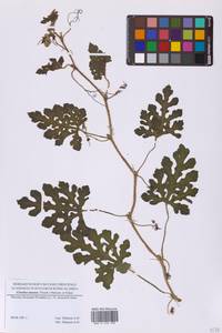 Citrullus lanatus (Thunb.) Matsum. & Nakai, Eastern Europe, Moscow region (E4a) (Russia)