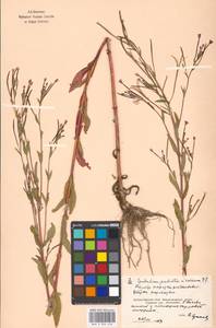 Epilobium adenocaulon × palustre, Eastern Europe, Moscow region (E4a) (Russia)