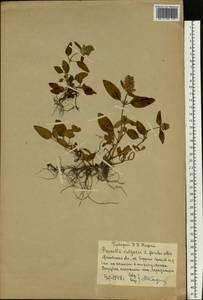 Prunella vulgaris L., Eastern Europe, Moscow region (E4a) (Russia)