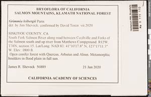 Grimmia leibergii Paris, Bryophytes, Bryophytes - America (BAm) (United States)