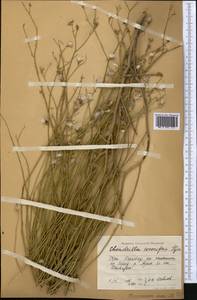 Chondrilla leiosperma Kar. & Kir., Middle Asia, Western Tian Shan & Karatau (M3) (Kazakhstan)