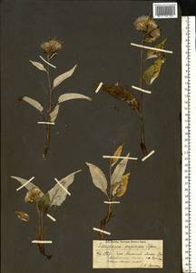 Saussurea controversa DC., Eastern Europe, Eastern region (E10) (Russia)