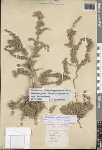Halogeton glomeratus (M. Bieb.) C. A. Mey., Middle Asia, Dzungarian Alatau & Tarbagatai (M5) (Kazakhstan)