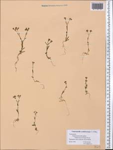Valerianella cymbicarpa C. A. Mey., Middle Asia, Kopet Dag, Badkhyz, Small & Great Balkhan (M1) (Turkmenistan)