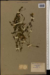 Lathyrus aphaca L., Caucasus, Krasnodar Krai & Adygea (K1a) (Russia)