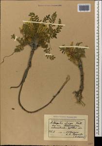 Astragalus utriger Pall., Caucasus, Black Sea Shore (from Novorossiysk to Adler) (K3) (Russia)