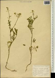 Turgenia latifolia (L.) Hoffm., South Asia, South Asia (Asia outside ex-Soviet states and Mongolia) (ASIA) (Turkey)