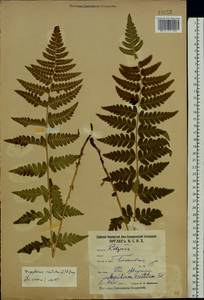 Dryopteris cristata (L.) A. Gray, Eastern Europe, Northern region (E1) (Russia)