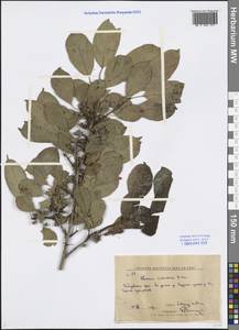 Rhamnus ussuriensis J. J. Vassil., Siberia, Russian Far East (S6) (Russia)