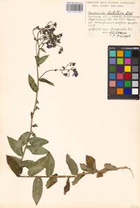 Campanula lactiflora M.Bieb., Eastern Europe, Moscow region (E4a) (Russia)