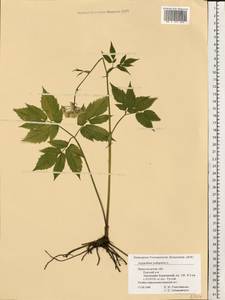 Aegopodium podagraria L., Eastern Europe, Volga-Kama region (E7) (Russia)