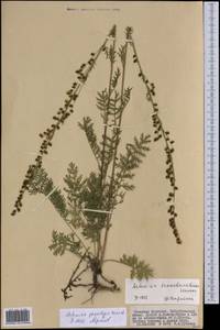 Artemisia phaeolepis Krasch., Mongolia (MONG) (Mongolia)