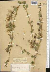 Capparis spinosa L., Middle Asia, Syr-Darian deserts & Kyzylkum (M7) (Kazakhstan)