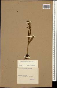 Dactylorhiza viridis (L.) R.M.Bateman, Pridgeon & M.W.Chase, Caucasus, Georgia (K4) (Georgia)