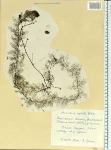 Utricularia ×australis R. Br., Eastern Europe, Volga-Kama region (E7) (Russia)