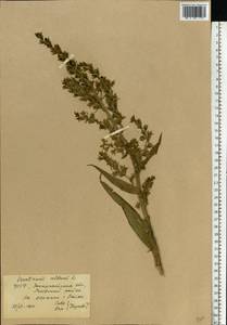 Veratrum lobelianum Bernh., Eastern Europe, West Ukrainian region (E13) (Ukraine)