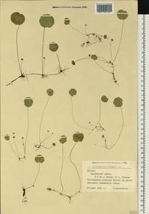 Hydrocotyle vulgaris L., Eastern Europe, Latvia (E2b) (Latvia)