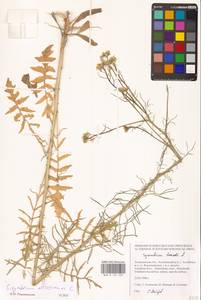 Sisymbrium altissimum L., Eastern Europe, Lower Volga region (E9) (Russia)
