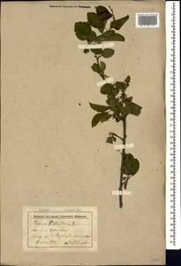 Rhamnus cathartica L., Caucasus, Stavropol Krai, Karachay-Cherkessia & Kabardino-Balkaria (K1b) (Russia)