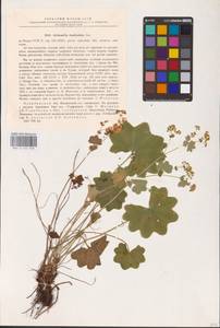 Alchemilla denticulata Juz., Eastern Europe, Eastern region (E10) (Russia)