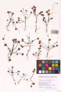 Drosera rotundifolia L., Eastern Europe, Central forest-and-steppe region (E6) (Russia)