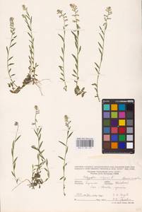 Polygala vulgaris L., Eastern Europe, West Ukrainian region (E13) (Ukraine)