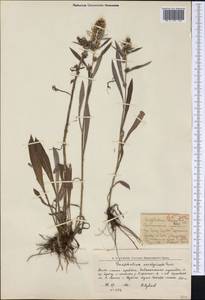 Omalotheca norvegica (Gunnerus) Sch. Bip. & F. W. Schultz, Siberia, Western Siberia (S1) (Russia)