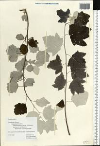Populus alba, Eastern Europe, North-Western region (E2) (Russia)