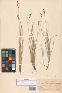 Carex elongata L., Eastern Europe, North-Western region (E2) (Russia)