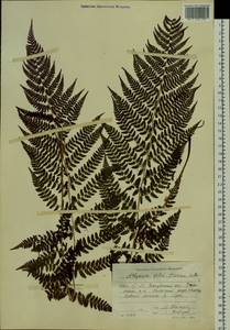 Athyrium filix-femina (L.) Roth, Siberia, Baikal & Transbaikal region (S4) (Russia)