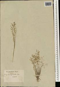 Eragrostis japonica (Thunb.) Trin., South Asia, South Asia (Asia outside ex-Soviet states and Mongolia) (ASIA) (India)