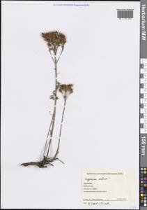 Hypericum scabrum L., Caucasus, Armenia (K5) (Armenia)