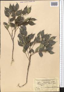 Celtis australis subsp. caucasica (Willd.) C. C. Townsend, Middle Asia, Kopet Dag, Badkhyz, Small & Great Balkhan (M1) (Turkmenistan)