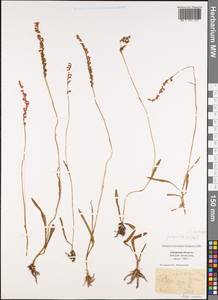 Spiranthes sinensis (Pers.) Ames, Siberia, Russian Far East (S6) (Russia)